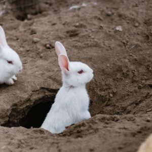 Les lapins sont considérés comme des animaux de compagnie